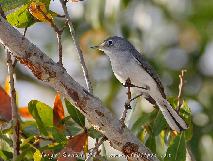 2009-01-04 16-35-19__MG_9978.JPG